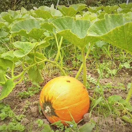 Bed & Breakfast Vlierhof *