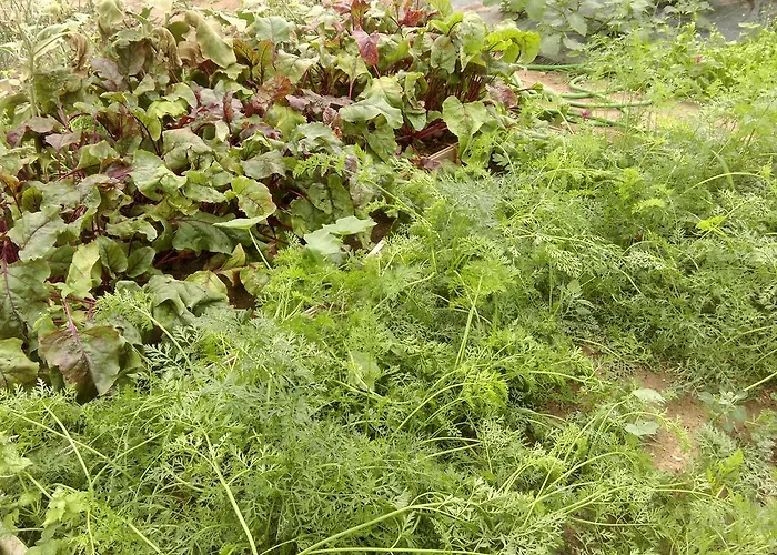 فندق مبيت وإفطار Vlierhof *