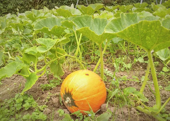 فندق مبيت وإفطار Vlierhof *