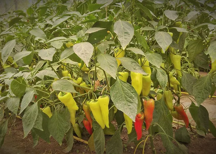 فندق مبيت وإفطار Vlierhof *