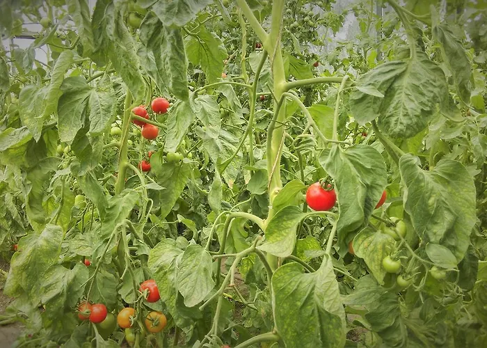 Vlierhof * كليفي